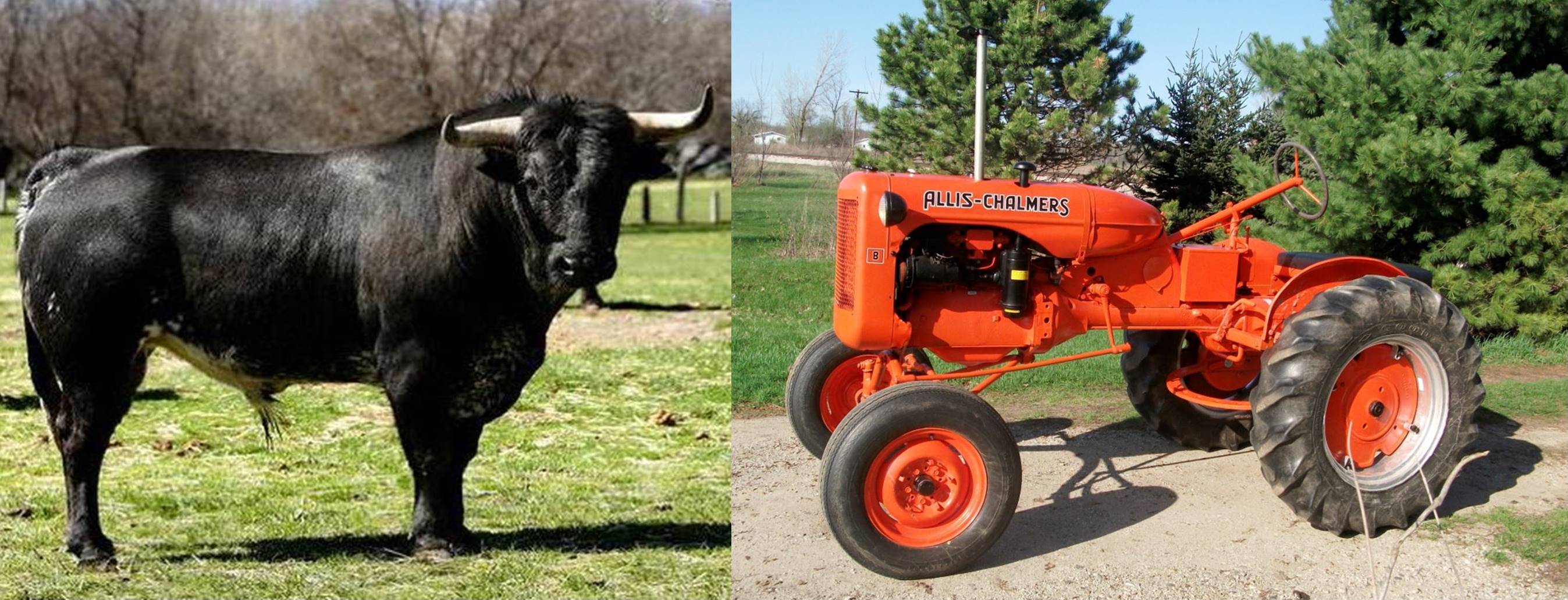 bull_tractor